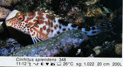 Cirrhitus splendens